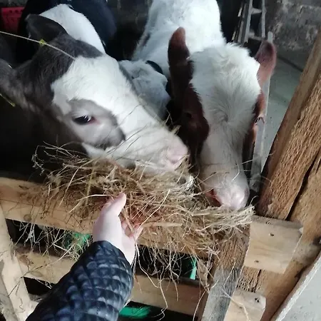 Appartamento Farma U Irka Rybarzowice  Esterno foto