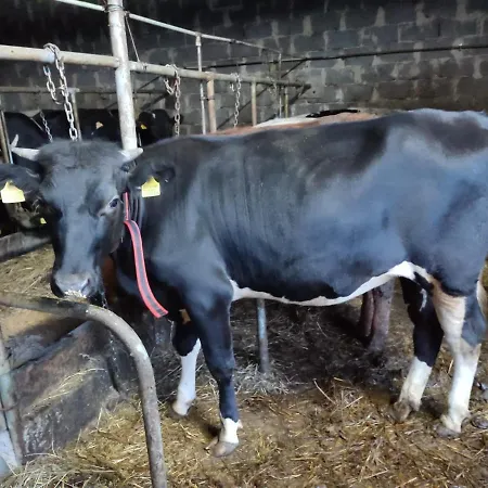 Appartamento Farma U Irka Rybarzowice  Esterno foto