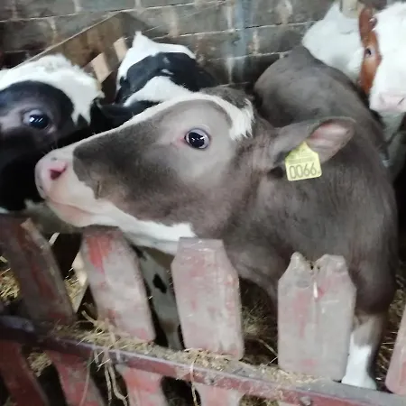 Appartamento Farma U Irka Rybarzowice  Esterno foto