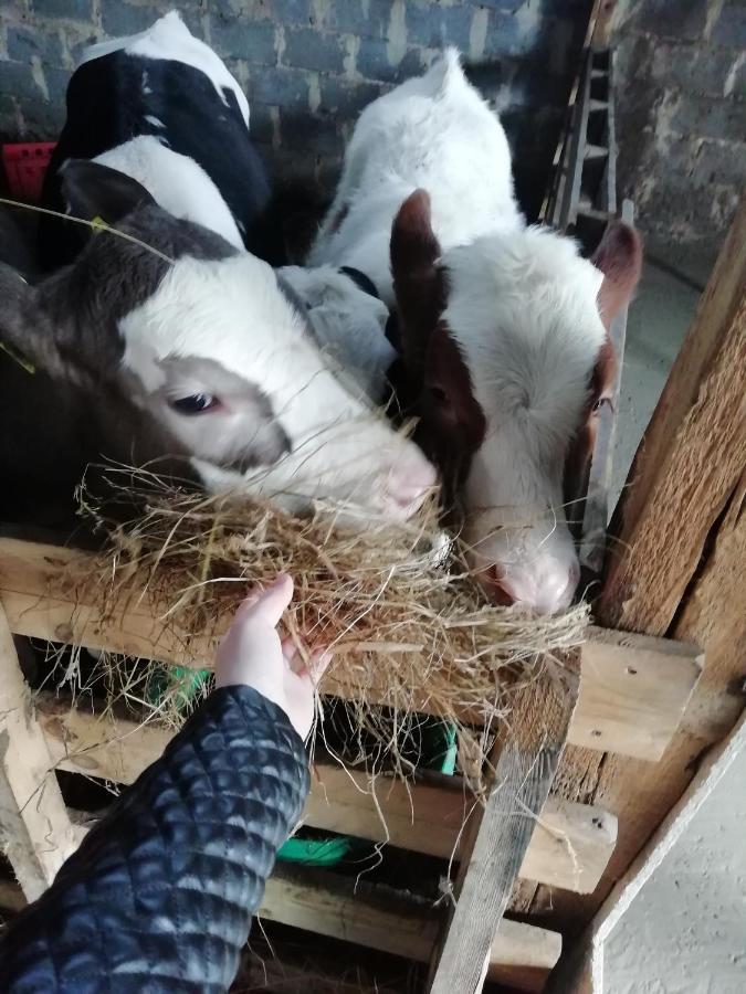 Farma U Irka Rybarzowice (Silesia)