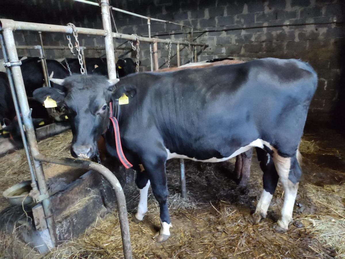 Farma U Irka Appartamento Rybarzowice (Silesia)